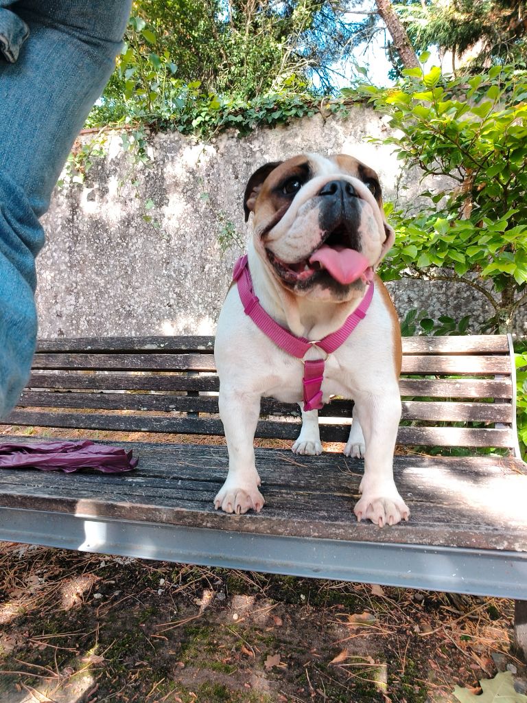 Uzy mac ten Of Naughty Bull's