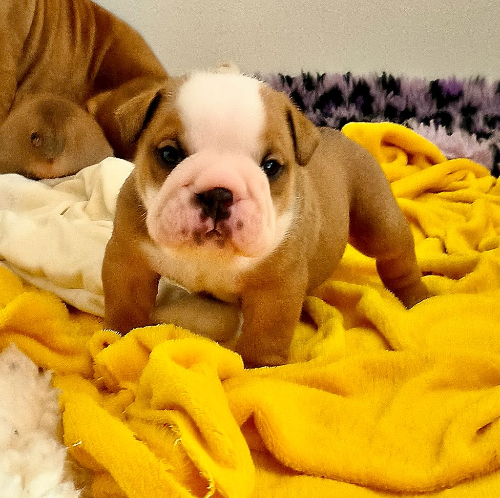 Colossus Rustic Bull's - Chiots disponibles - Bulldog Anglais