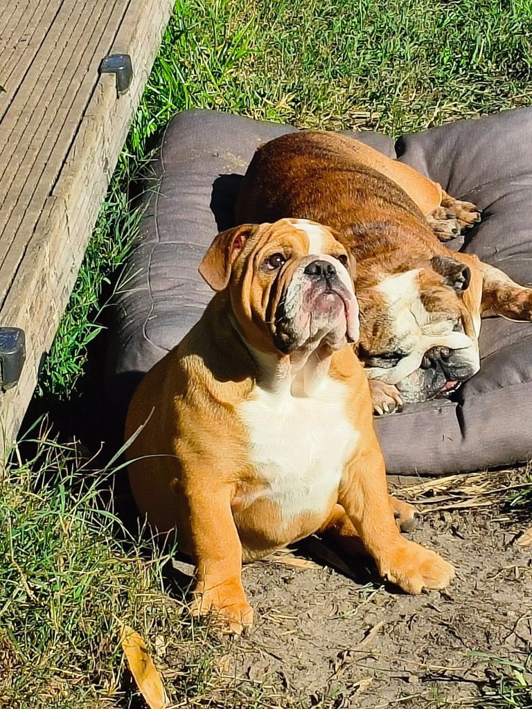 Colossus Rustic Bull's - Chiots disponibles - Bulldog Anglais