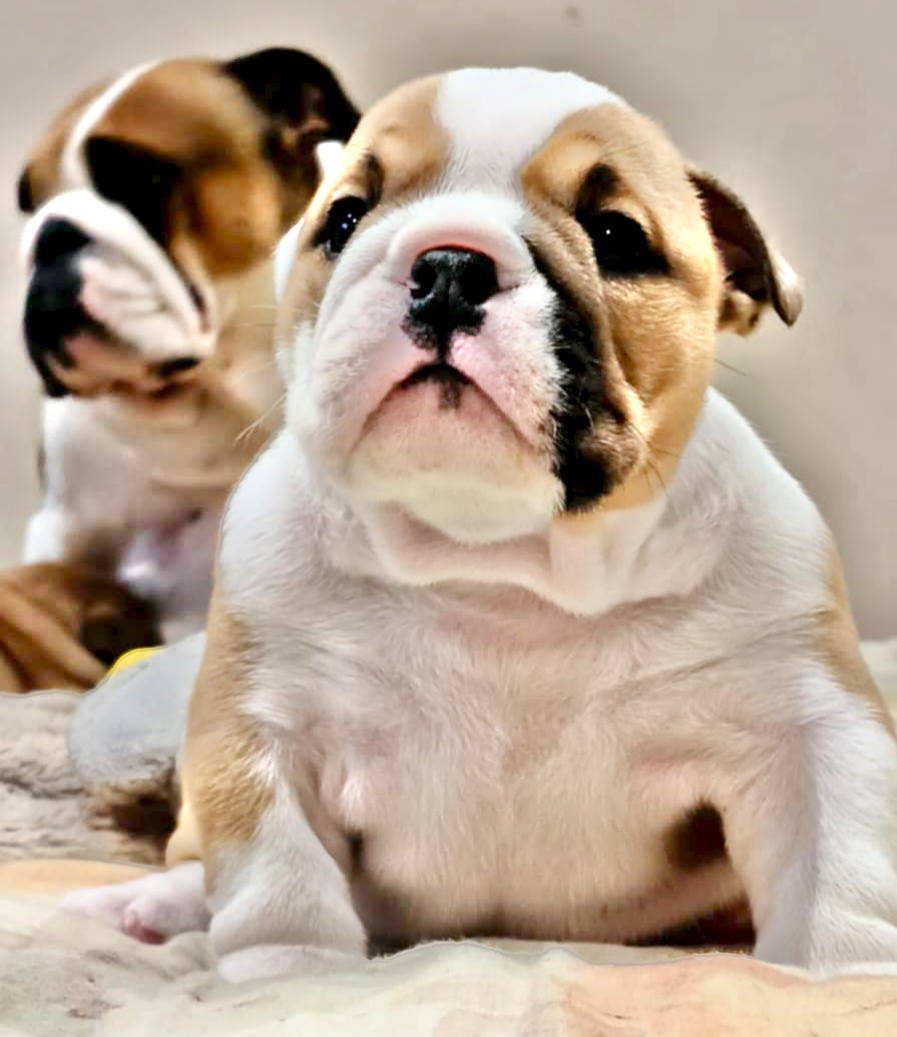 Colossus Rustic Bull's - Chiots disponibles - Bulldog Anglais