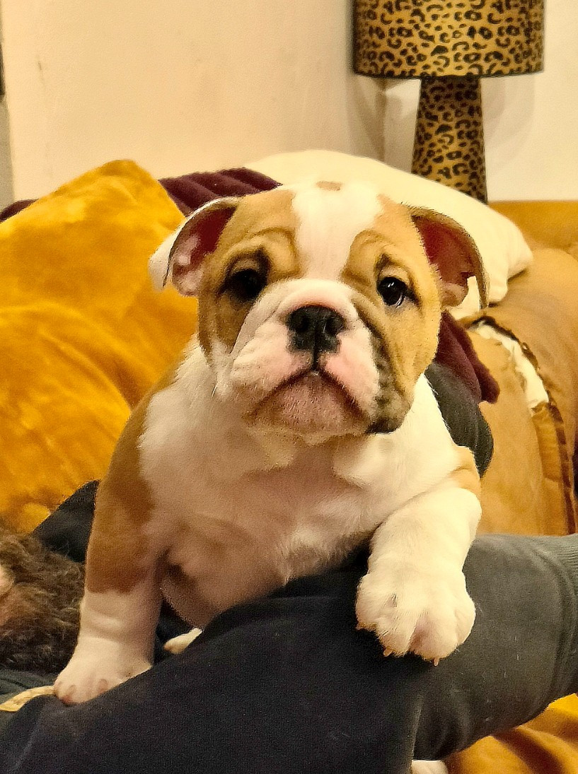 Colossus Rustic Bull's - Chiots disponibles - Bulldog Anglais