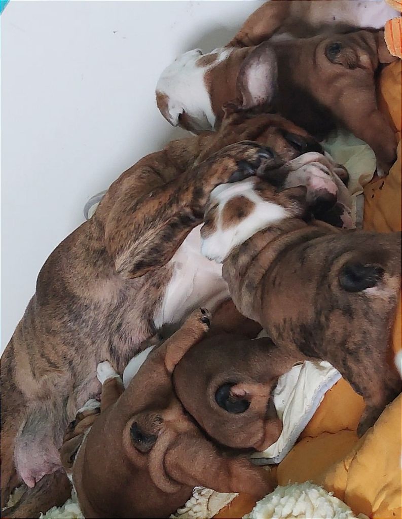 Chiot Bulldog Anglais Colossus Rustic Bull's