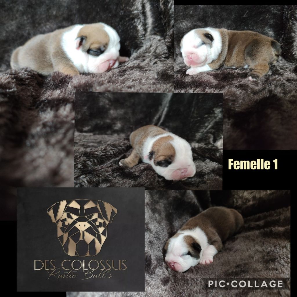 Colossus Rustic Bull's - Chiots disponibles - Bulldog Anglais