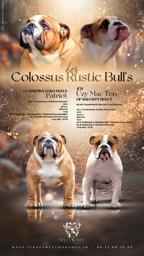 Chiot Bulldog Anglais Colossus Rustic Bull's
