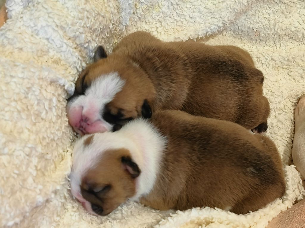 Colossus Rustic Bull's - Chiots disponibles - Bulldog Anglais