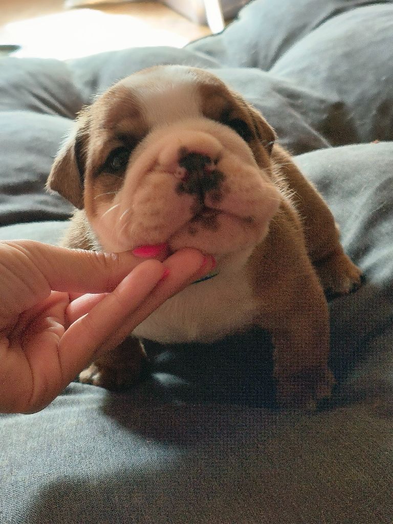 Colossus Rustic Bull's - Chiots disponibles - Bulldog Anglais