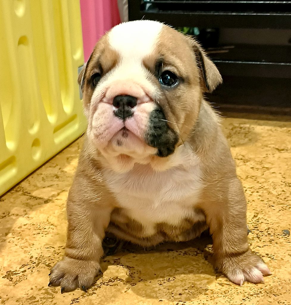 Colossus Rustic Bull's - Chiots disponibles - Bulldog Anglais