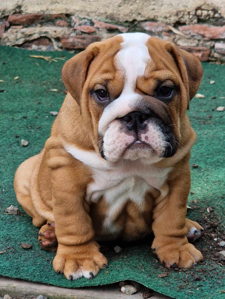 Colossus Rustic Bull's - Chiots disponibles - Bulldog Anglais