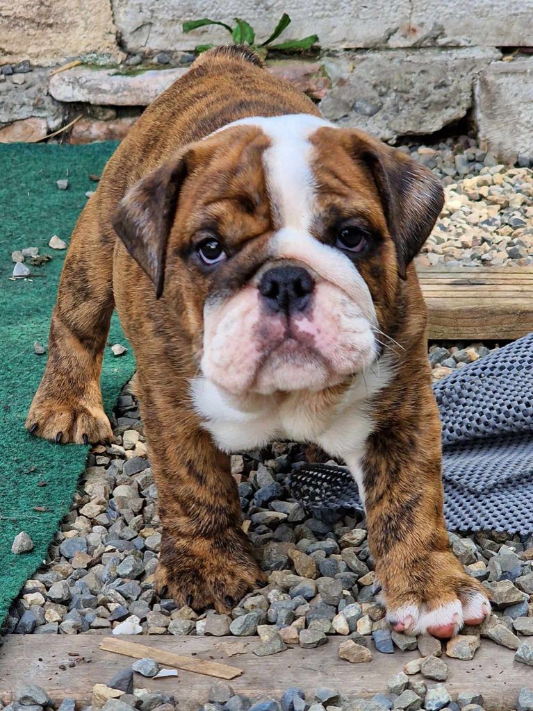 Colossus Rustic Bull's - Chiots disponibles - Bulldog Anglais