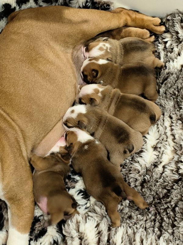 Chiot Bulldog Anglais Colossus Rustic Bull's