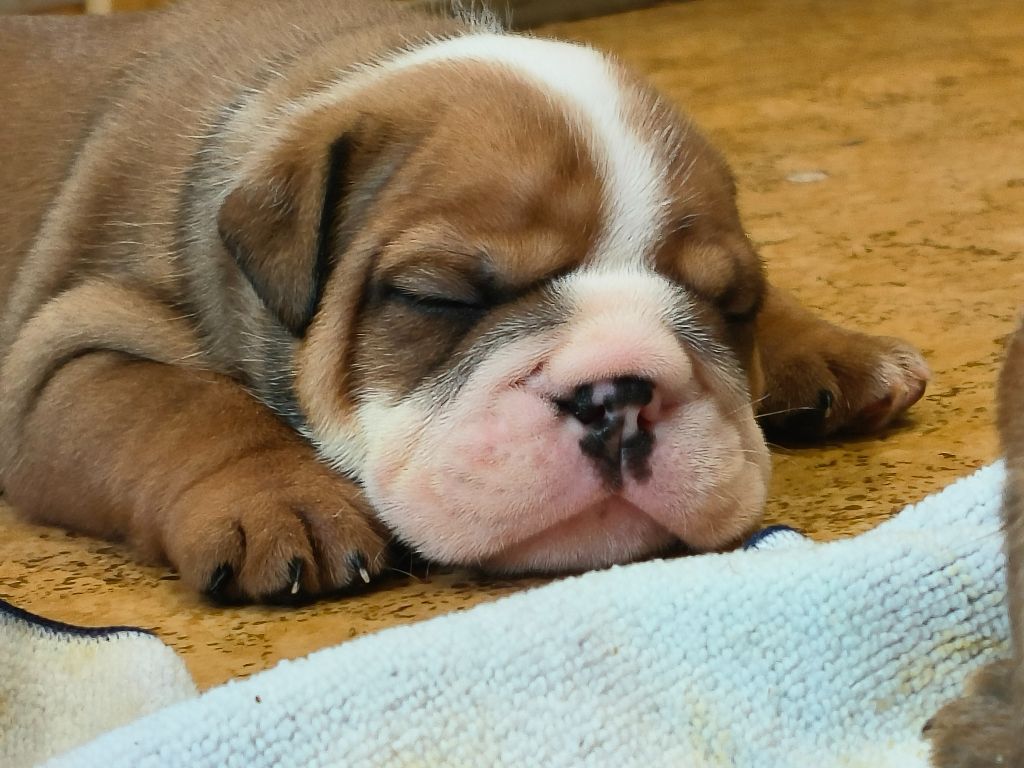 Colossus Rustic Bull's - Chiots disponibles - Bulldog Anglais