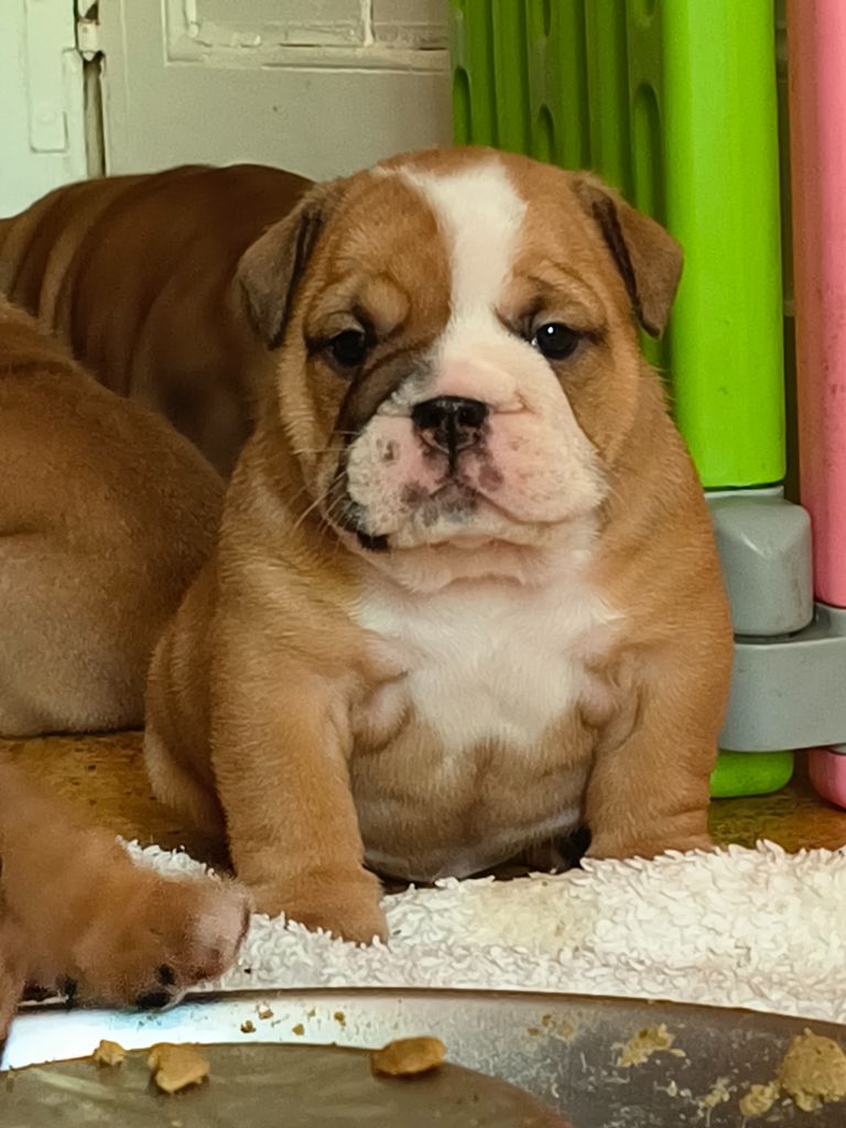 Colossus Rustic Bull's - Chiots disponibles - Bulldog Anglais