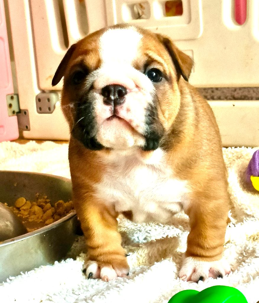 Colossus Rustic Bull's - Chiots disponibles - Bulldog Anglais