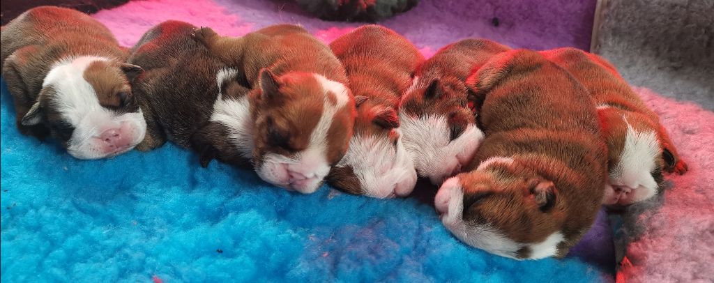 Colossus Rustic Bull's - Bulldog Anglais - Portée née le 25/10/2019
